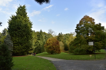 Arbre à feuillage brun-doré au bout d'une pelouse au Jardin Botanique National de Belgique à Meise