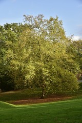 Fototapeta na wymiar Feuillage dorée des arbres en automne au Jardin Botanique National de Belgique à Meise