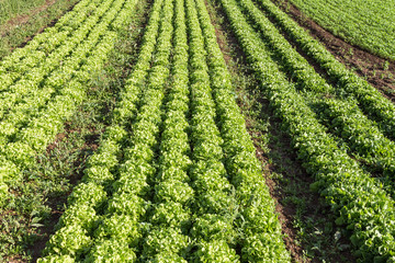 Fresh lettuces on a field.