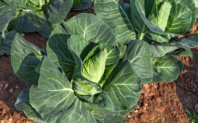 Cabbage on a field.