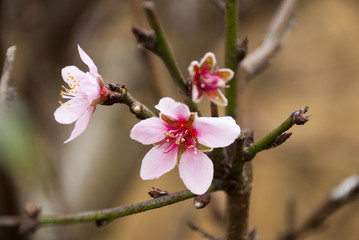 Flower of peach in a garden. Guatemala