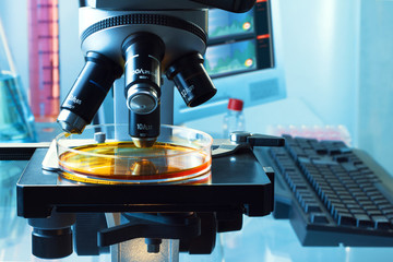 biotechnology laboratory with a microscope analyzing a plate / microscope with a petri dish in the...