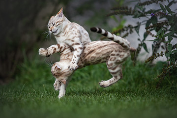 Young Bengals wildly playing