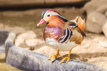 The mandarin duck. Aix galericulata.