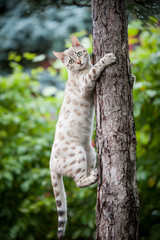 Bengal Cat on Tree