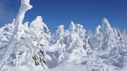 Tief verschneite Fichten/eine traumhafte Winterlandschaft auf dem Fichtelberg im Erzgebirge in...