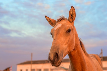 portrait of a horse on a farm