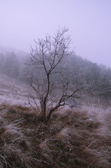 Obraz na płótnie Canvas tree at winter