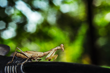 Praying Mantis close up