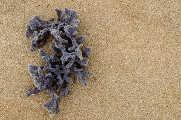 Dead coral on the beach with copy space on the right.