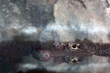 A crocodrile waiting to his prey