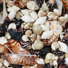 Set of sea shells background and pattern of a flat view on a white background