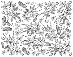 Hand Drawn of Fresh Peanuts Plants Background