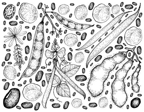 Hand Drawn of Podded Vegetables on A White Background