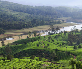 Tea plantations in Munnar, Kerala, South India