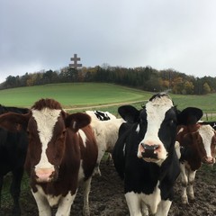 La vache