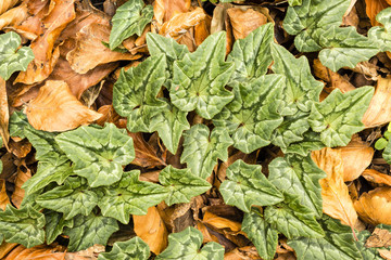 Cyclamen plants among beech fallen leaves