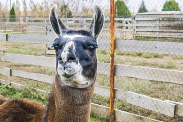 Portrait of a llama.
