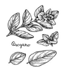 Fotobehang Ink sketch of oregano. © alhontess