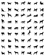Black silhouettes of different races of dogs, vector
