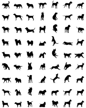 Black silhouettes of different races of dogs, vector