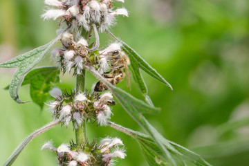 The Bee Collects The Nectar On The Plant. Close-Up. Macro. Depth Of Field.