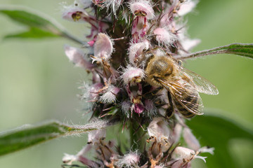 The Bee Collects The Nectar On The Plant. Close-Up. Macro. Depth Of Field.