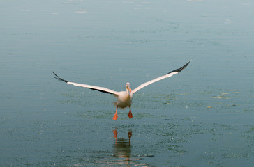 A large bird flying above the water