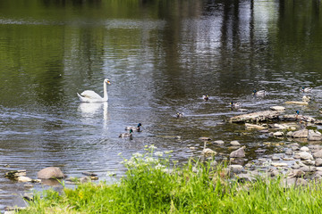 Mallard ducks and Nordic Swan on lake in front of Ross Castle in Killarney national park