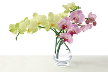 pretty orchid isolated