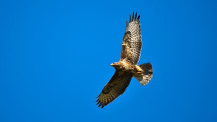 Mäusebussard