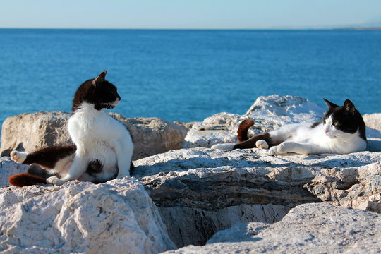 Cats at the sea in San Benedetto del Tronto, Italy