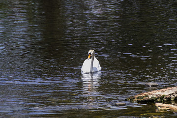 Nordic Swan on lake in front of Ross Castle in Killarney national park