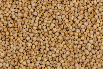 Quinoa seeds close up