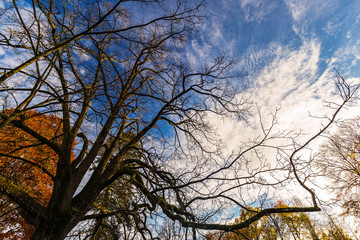 Park in the Val-Dieu (Valley of God) Abbey, a former Cistercian monastery in the Berwinne valley near Aubel in the Land of Herve (province of Liege, Belgium) in autumn