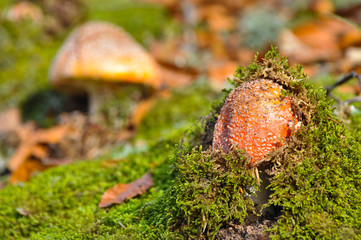 Amanita muscaria, magic mushroom in forest. Beautiful and Poisonous mushrooms