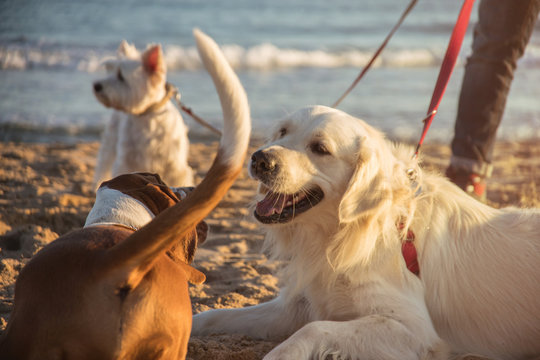 Dog Walker On The Beach At Sunset In A Beautiful Happy Landscape.