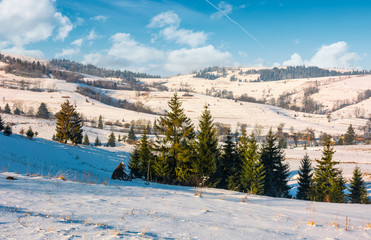 Fototapeta na wymiar spruce forest on snowy hillside of rural area. lovely Carpathian countryside winter scenery