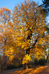 Autumn Nature View, Tree with Yelow Gold Leaves in a park on a sunny day