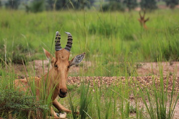 Uganda Murchison Falls National Park Hartebeest