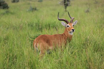 Uganda Murchison Falls National Park Uganda Kob