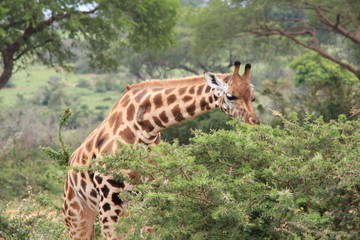 Uganda Murchison Falls National Park Giraffe