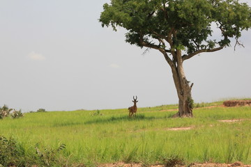 Uganda Murchison Falls National Park Hartebeest