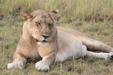 Plakat Lion Queen Elizabeth Nationalpark Uganda