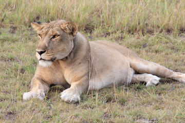 Fototapeta na wymiar Lion Queen Elizabeth Nationalpark Uganda
