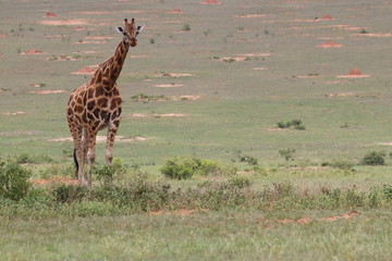 Giraffe Murchison Falls Nationalpark Uganda