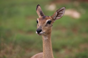 Naklejka na ściany i meble Antilope Nationalpark Uganda