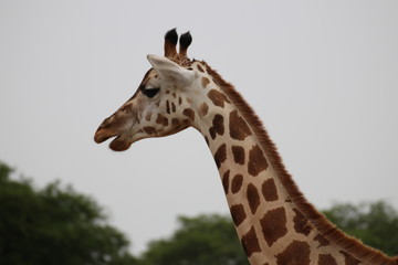Giraffe Murchison Falls Nationalpark Uganda