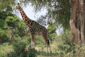 Giraffe Murchison Falls Nationalpark Uganda