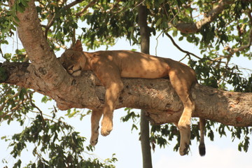 Lion Queen Elizabeth Nationalpark Uganda